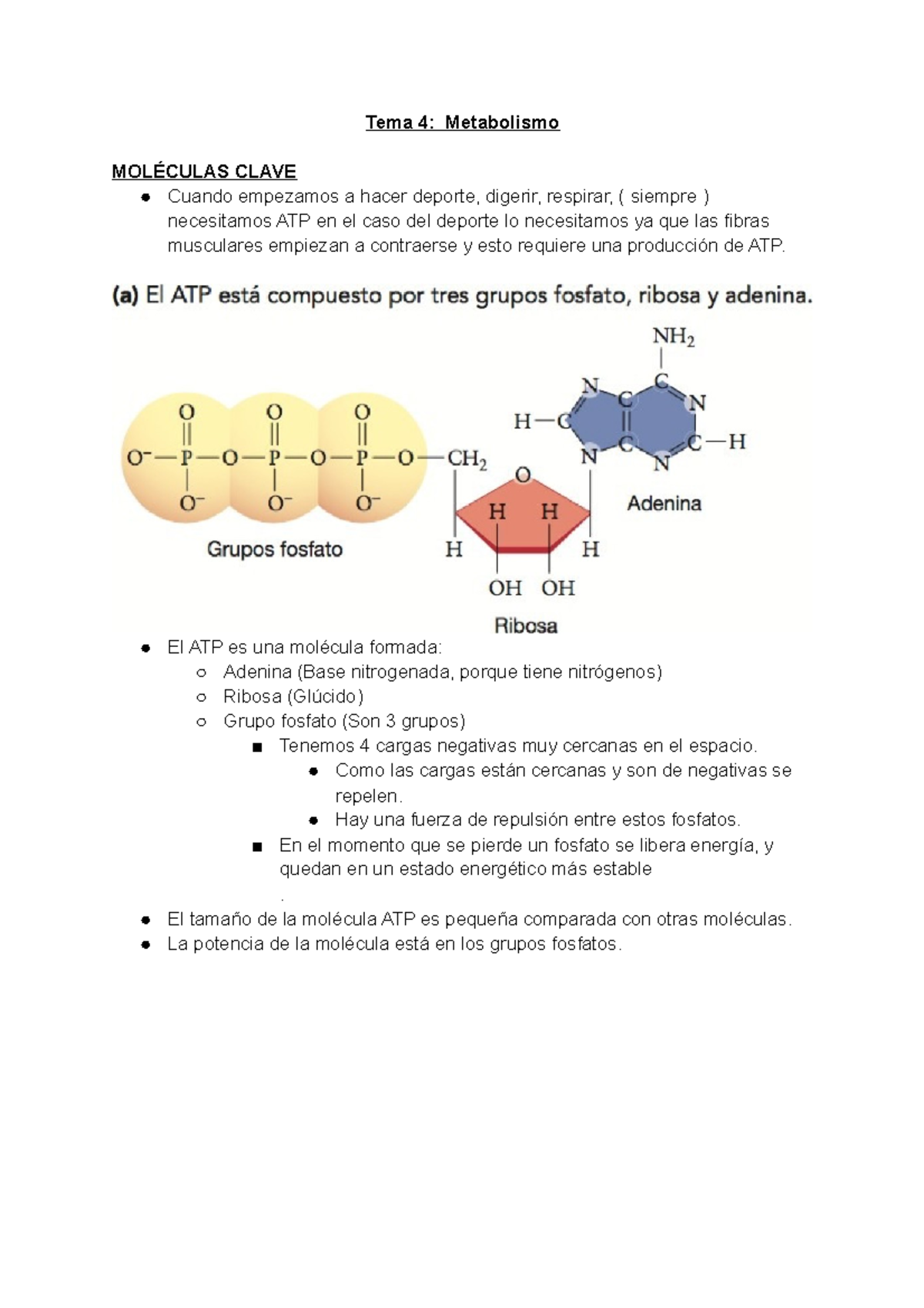 TEMA 4 Metabolismo - Tema 4 De La Dra.Natalia - Tema 4: Metabolismo ...