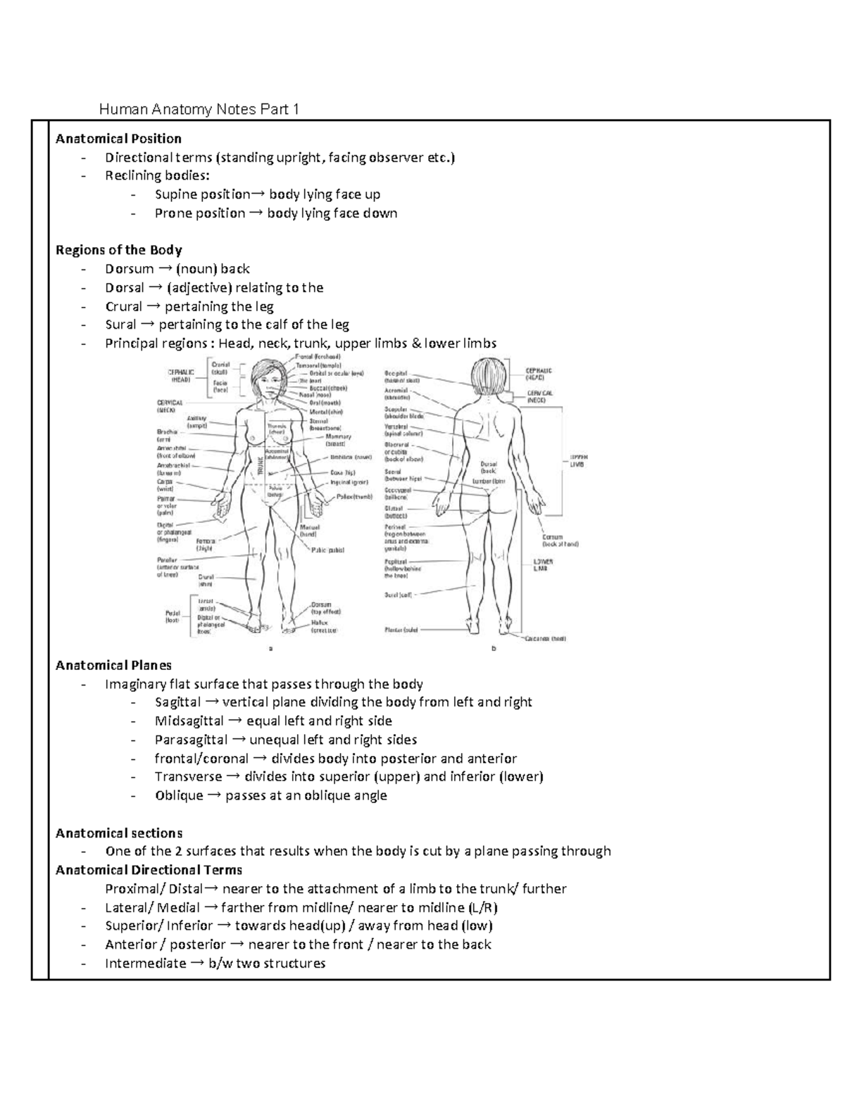 Human Anatomy Notes Part 1 - ) - Reclining bodies: - Supine position→ ...