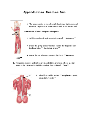 Muscular System- Appendicular Muscles Lab Concepts - Muscular System ...