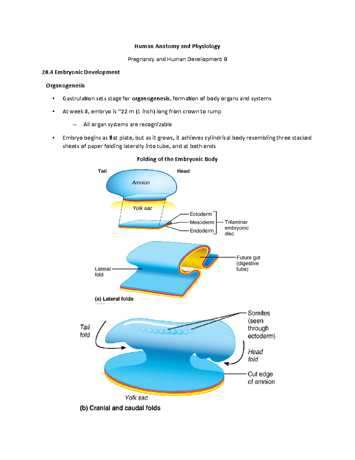 Pregnancy And Human Development B - Human Anatomy And Physiology ...