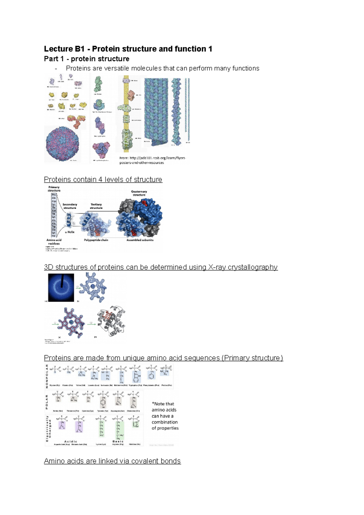 Lect b1 - Protein structure and function I - Lecture B1 - Protein ...