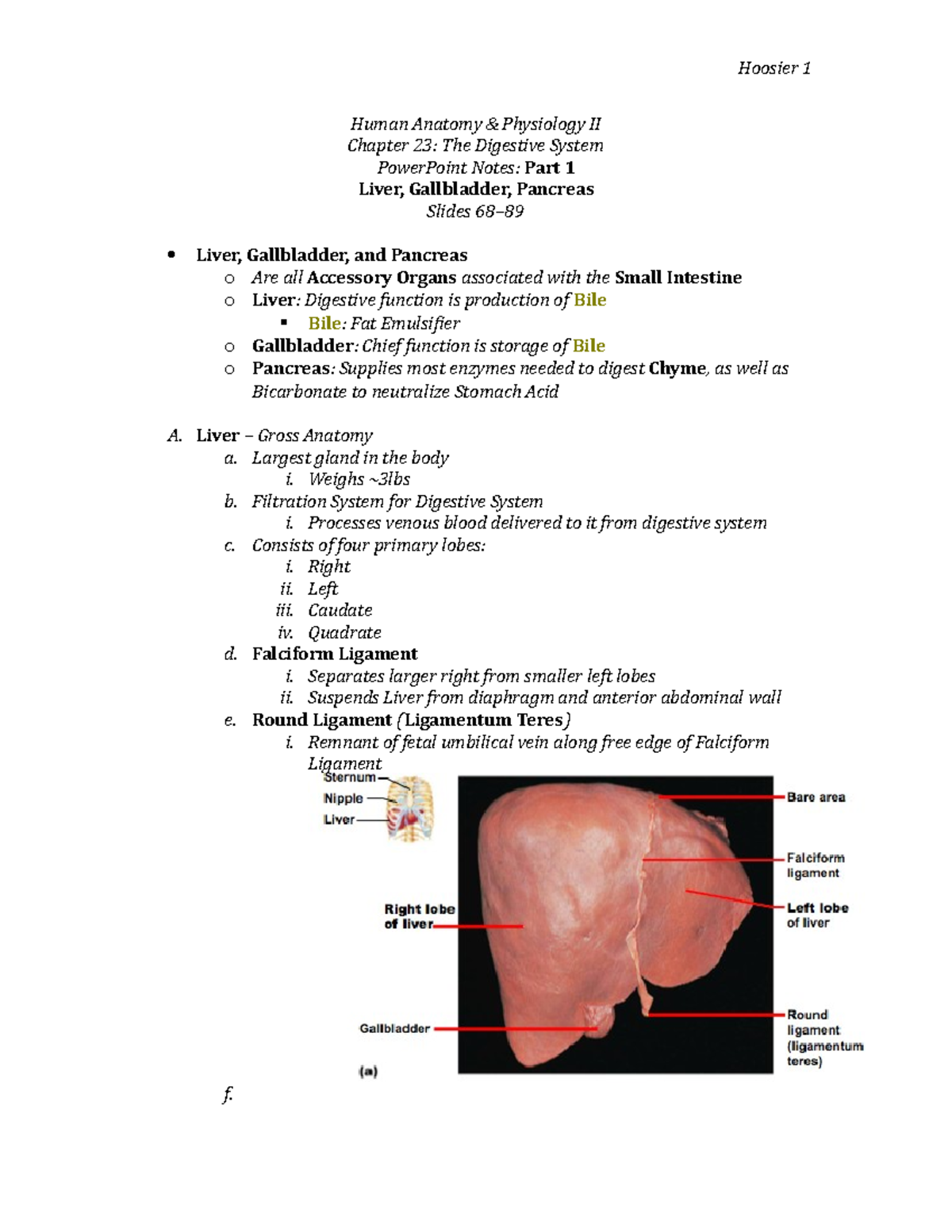 Digestive 1 Liver To Pancreas Human Anatomy Amp Physiology Ii Chapter 23 The Studocu