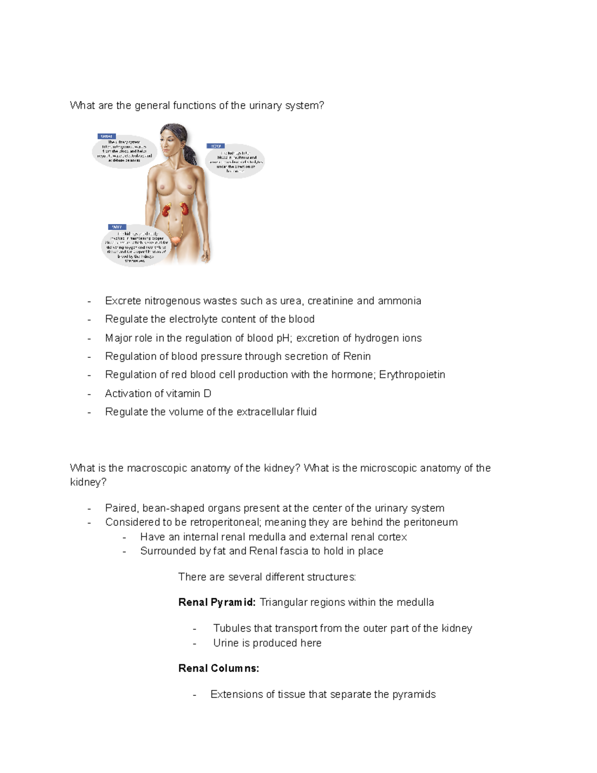mathematic material - What are the general functions of the urinary ...