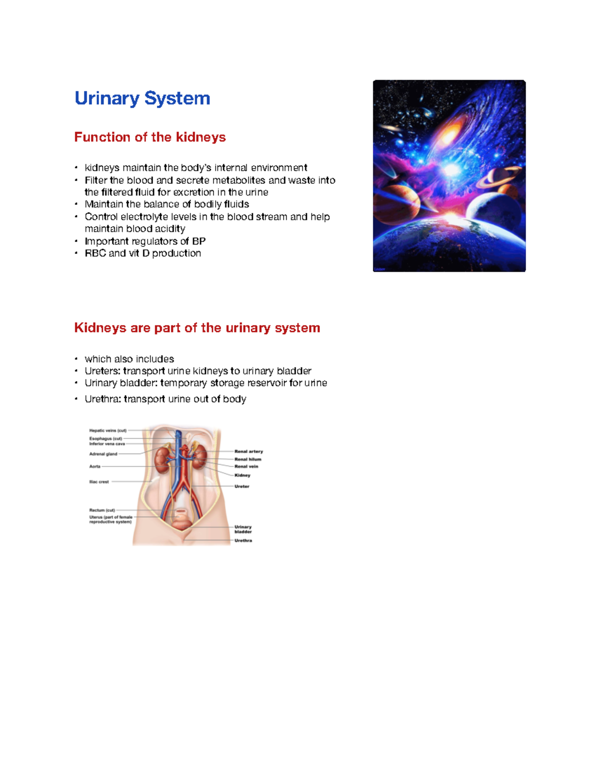 Urinary system - Lecture Notes (Topic) - Function of the kidneys ...