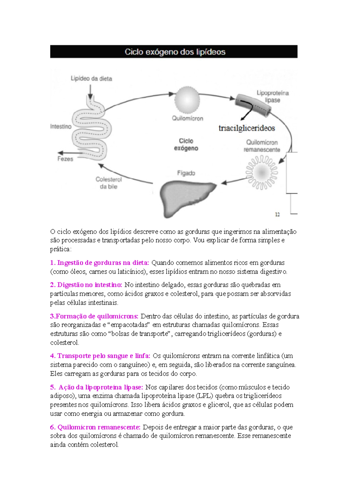 Ciclo endógeno e exógeno - O ciclo exógeno dos lipídios descreve como ...