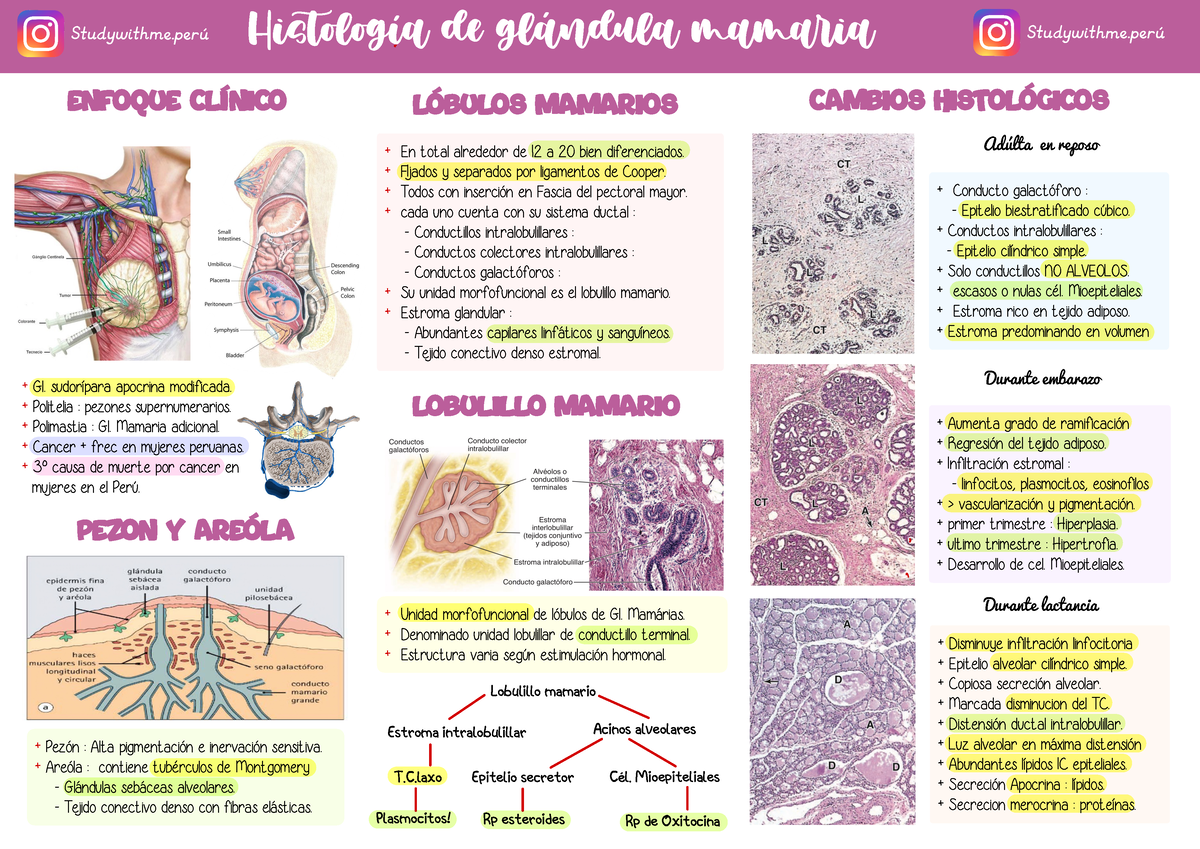 SEM15 Mama. Mamária - Mamá - Histología de glándula mamia Enfoque ...