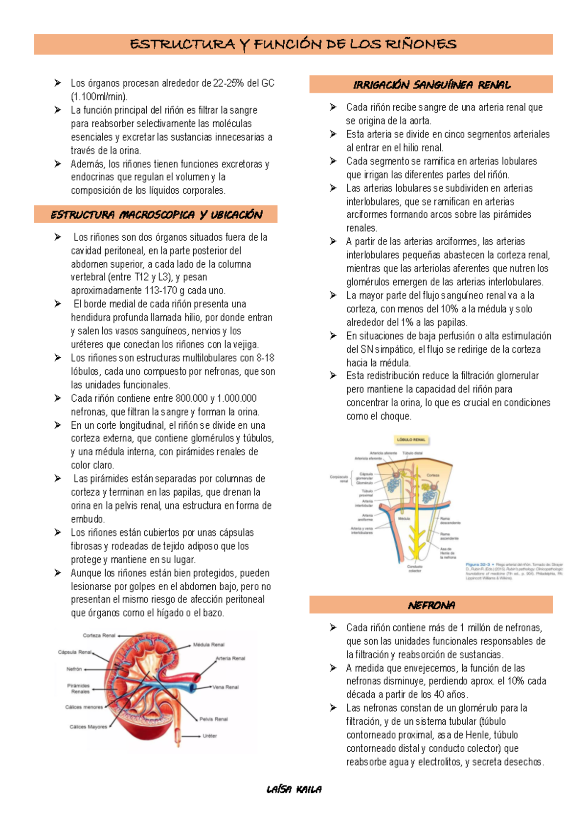 Estructura y función de los rinones - ESTRUCTURA Y FUNCIÓN DE LOS ...