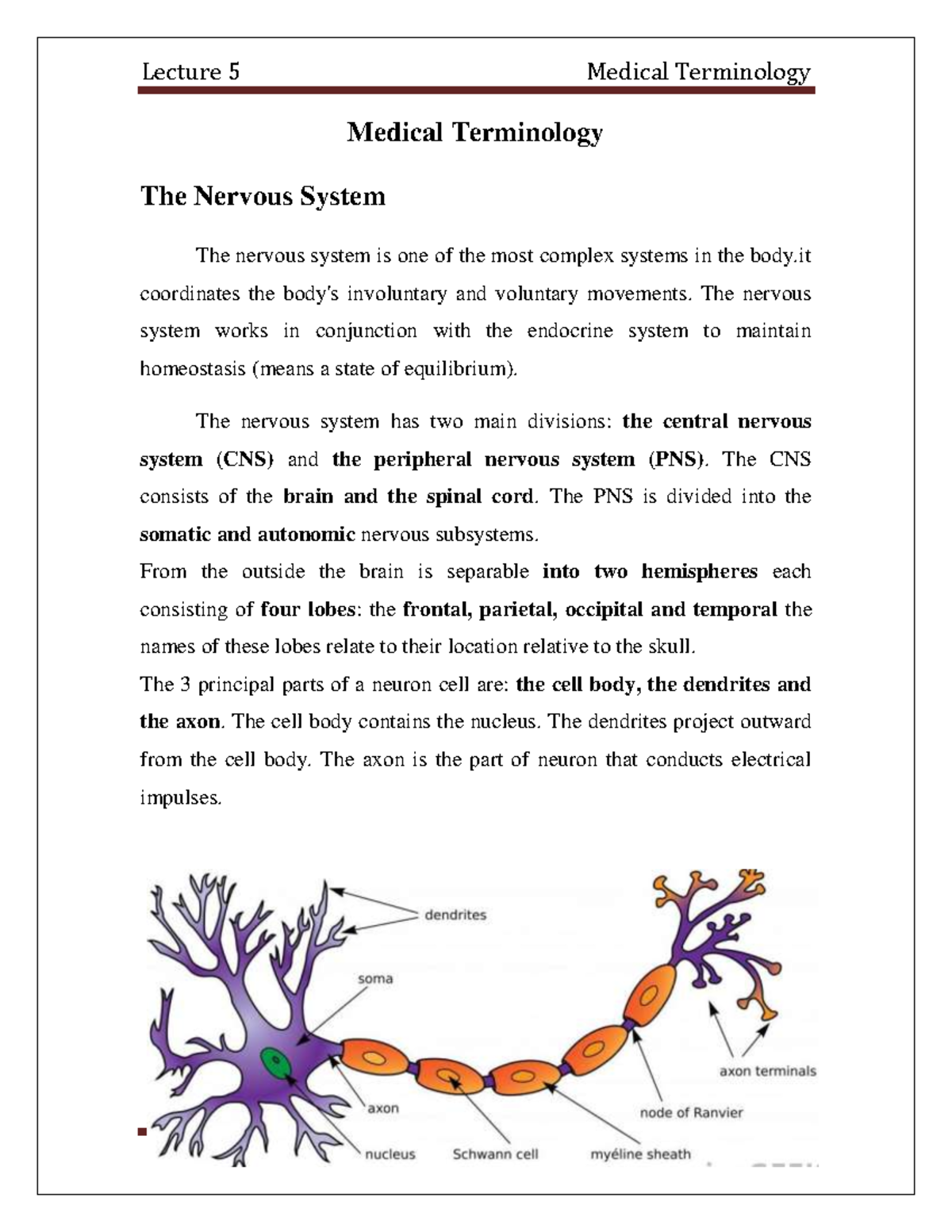 Medical terminology lec 6 - Medical Terminology The Nervous System The ...