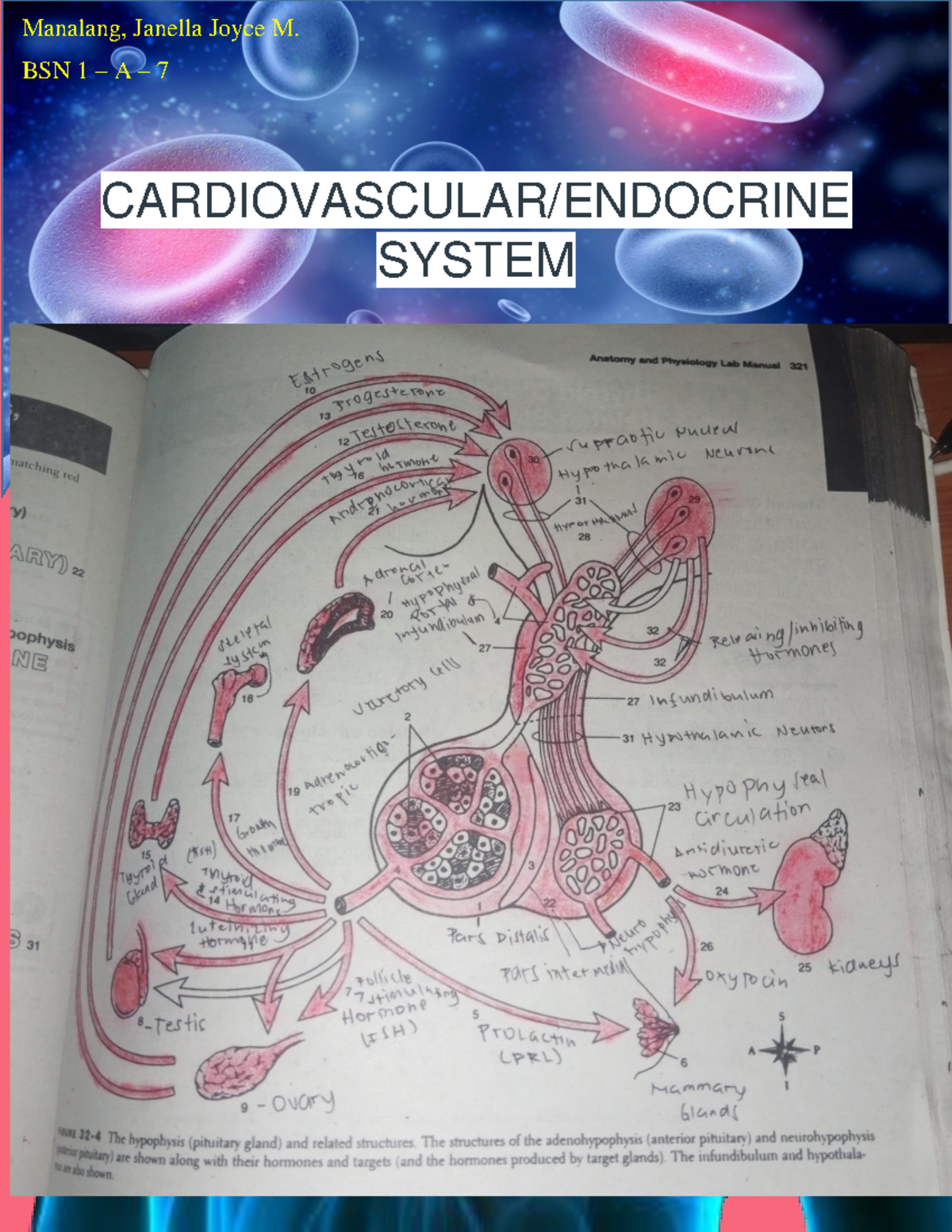 Assignment 8 Cardiovascular Endocrine System - Manalang - Manalang ...
