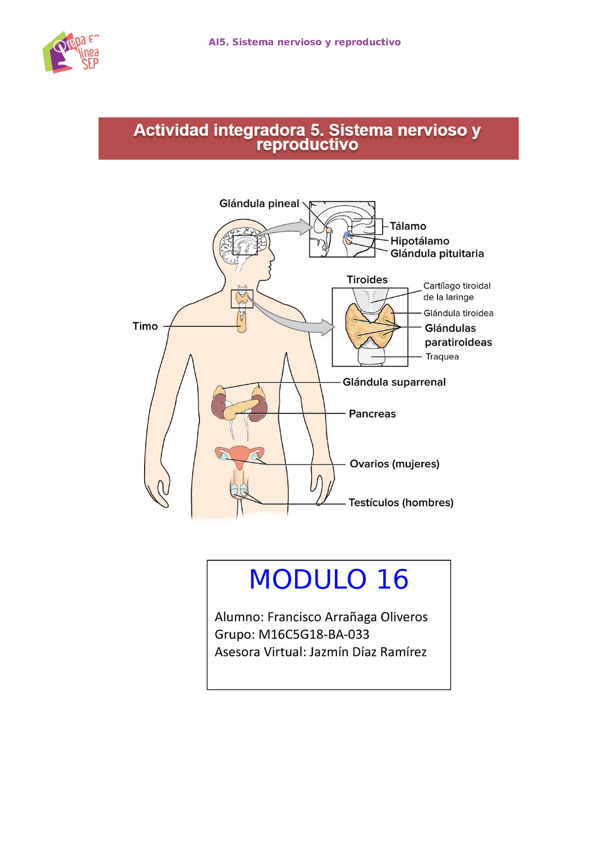 Top Imagen Mapa Mental Del Sistema Nervioso Y Reproductivo Viaterra Mx