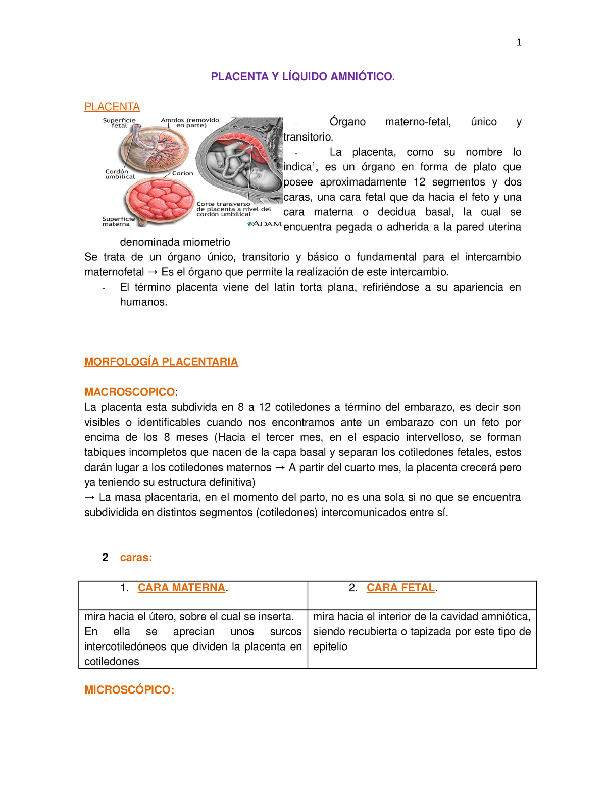 Placenta Y Liquido Amniotico Studocu