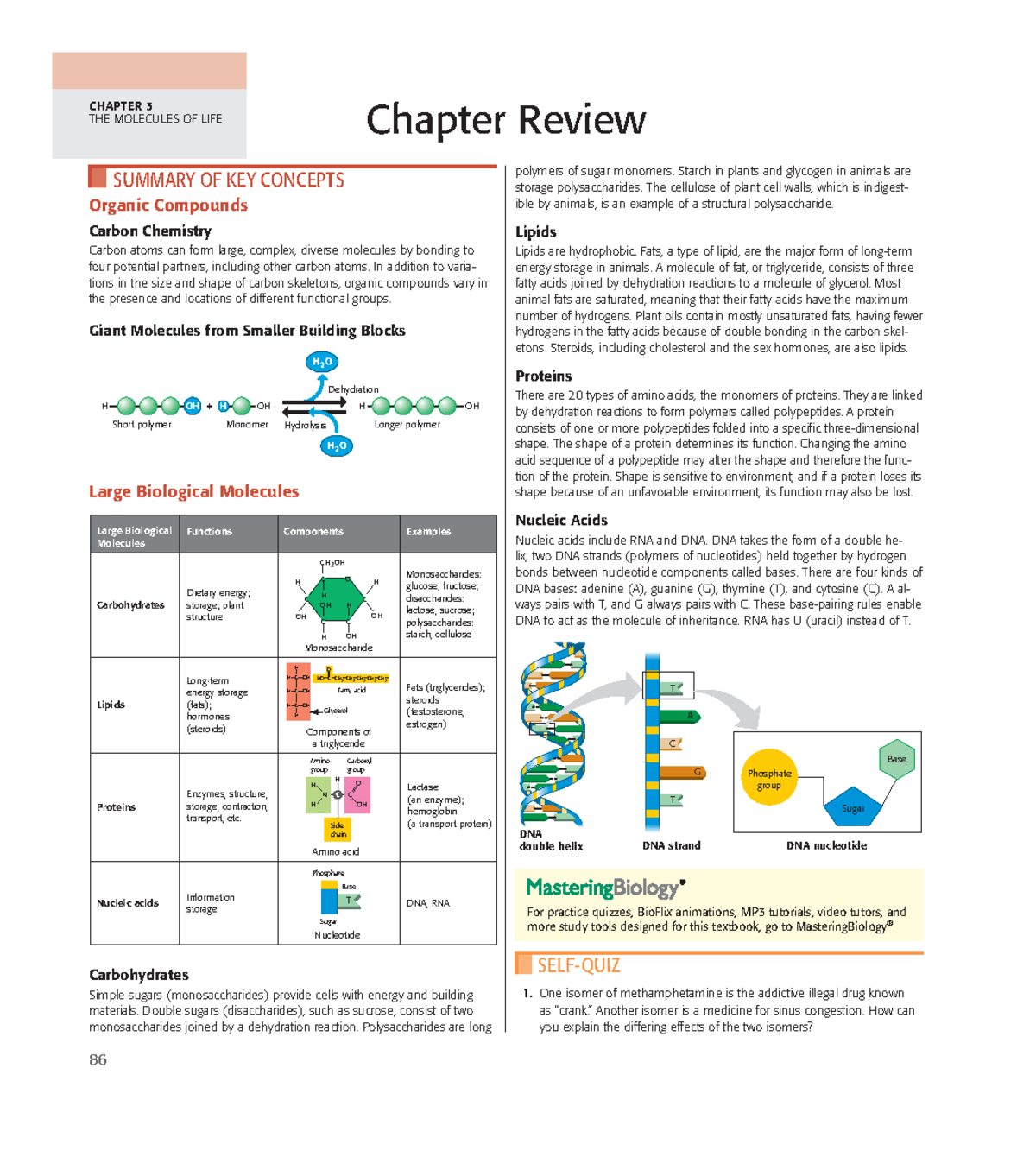 Mt1 reviews - CHapTer 3 The Molecules of life polymers of sugar ...