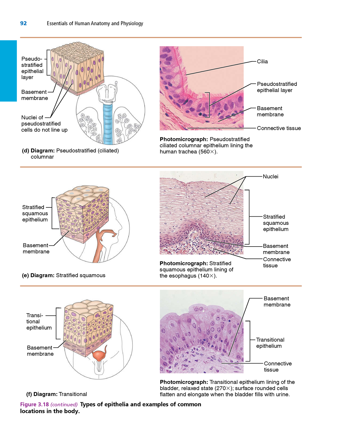 Anatomy and physiology 1-41 - 92 Essentials of Human Anatomy and ...