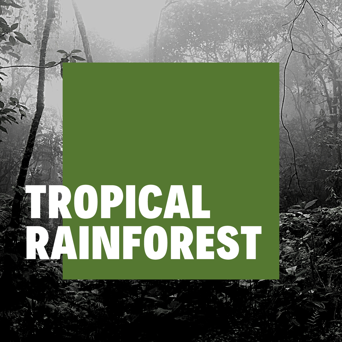 Amazon Rainforest Fires Update - TROPICAL RAINFOREST Very wet with over ...