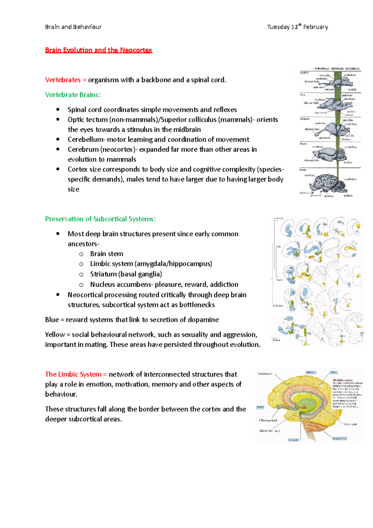 2nd Year- Brain and Behaviour- Lecture 2 - Tuesday 12th February Brain ...