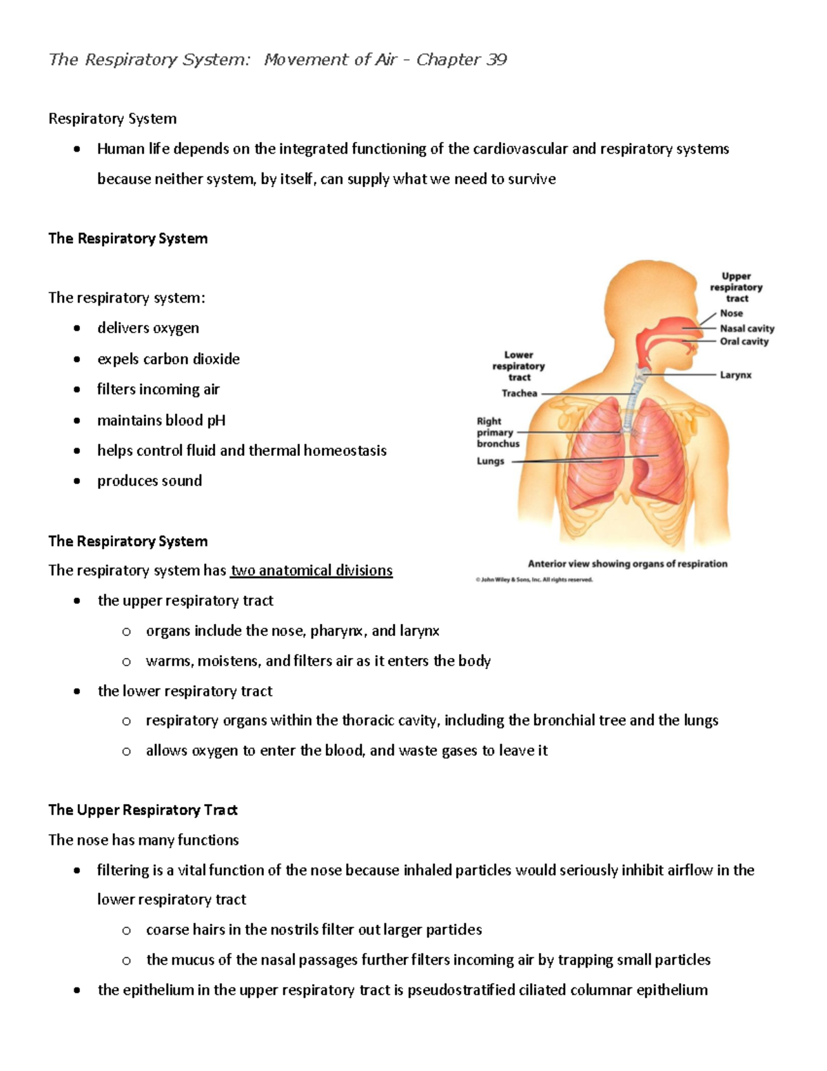 The respiratory system -2020 - The Respiratory System: Movement of Air ...