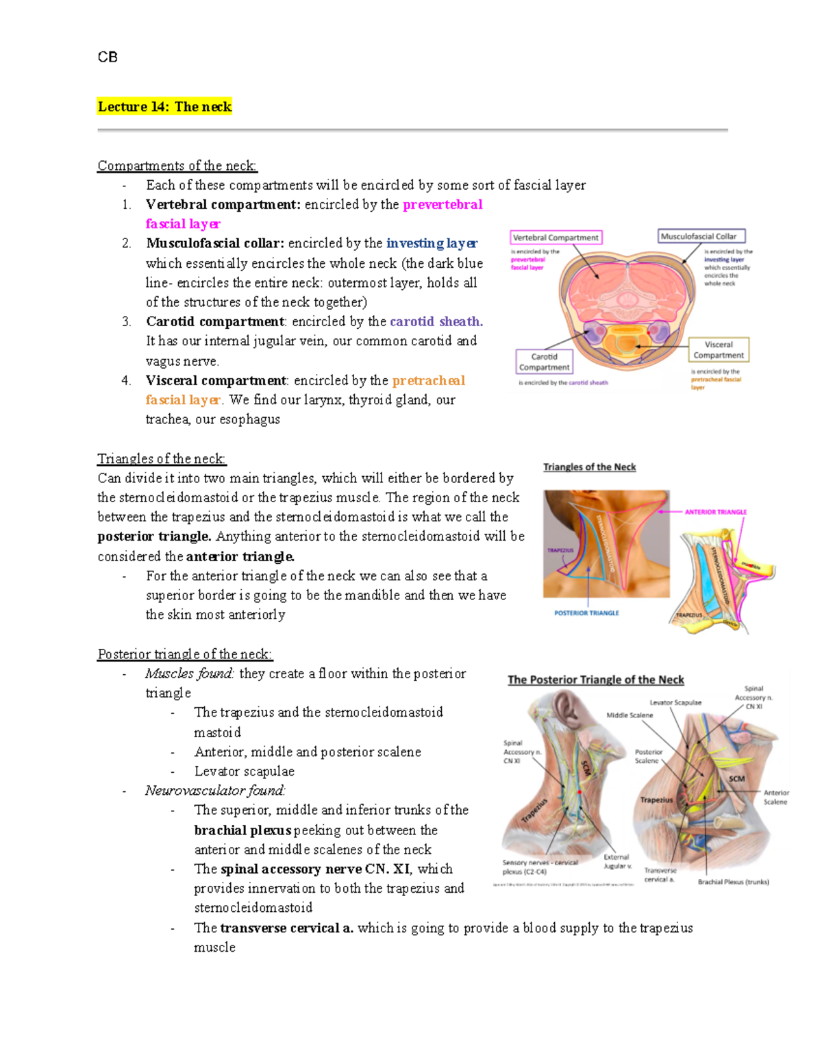 L14 - Dr. Ventura - Lecture 14: The neck Compartments of the neck ...