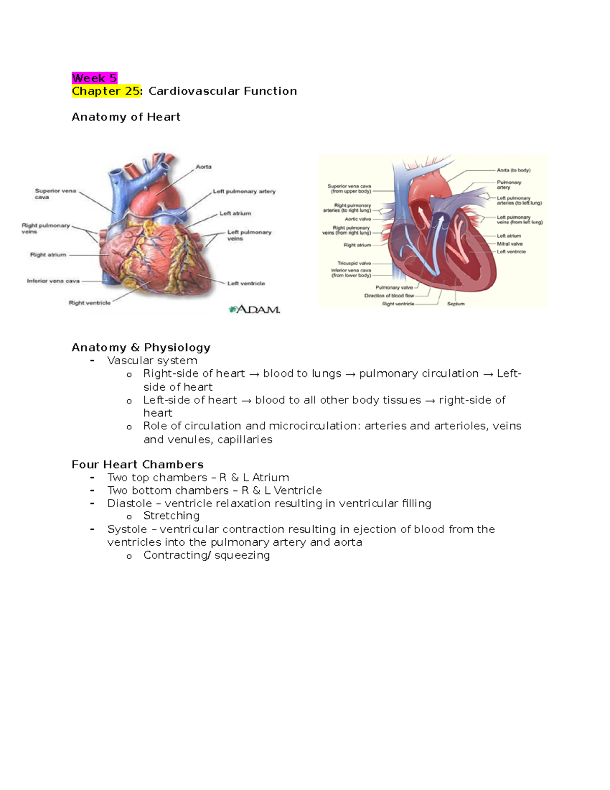 Chapter 25- Cardiovascular Function - Week 5 Chapter 25: Cardiovascular ...