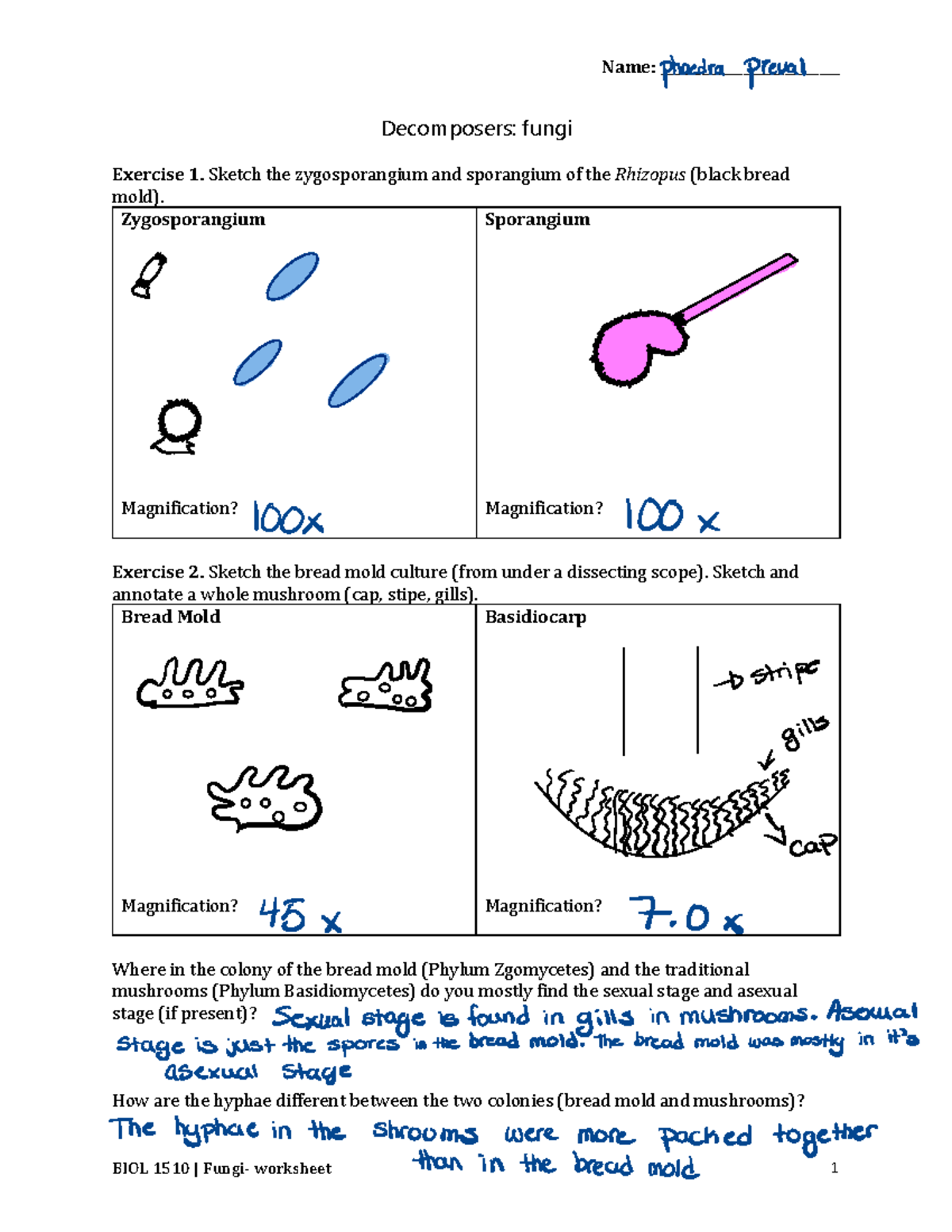 Decomposers Worksheet - Name: __________________________ BIOL 1510 ...