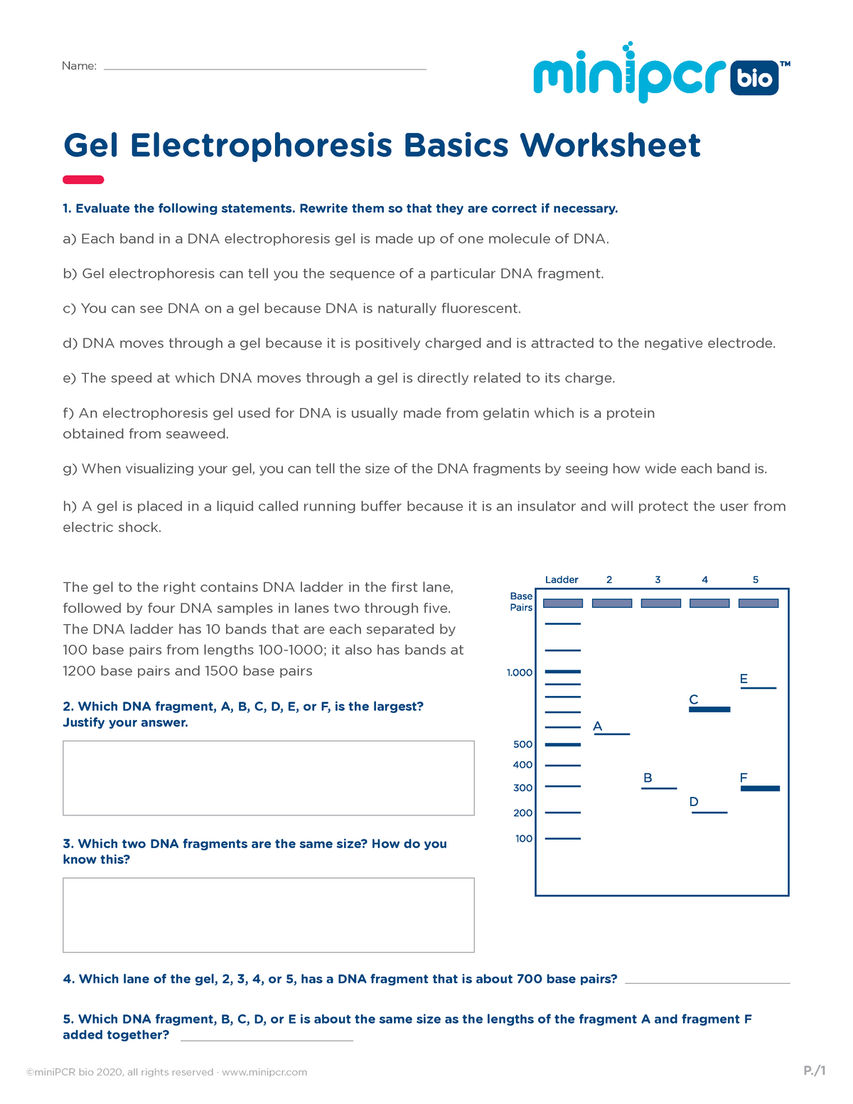 mini-pcr-worksheet-dna-gel-electrophoresis-basics-230119-gel-electrophoresis-basics-worksheet