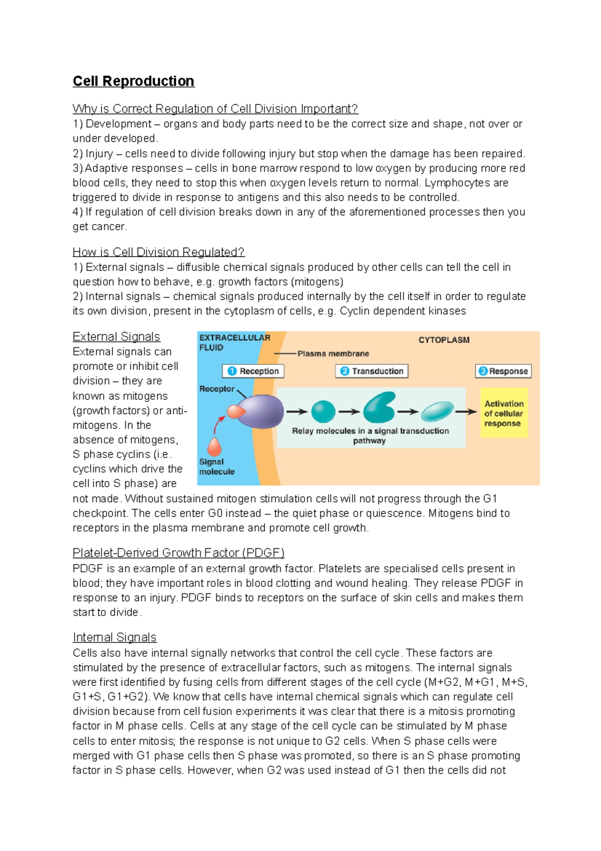 10. Regulation of Cell Division - 2) Injury cells need to divide ...