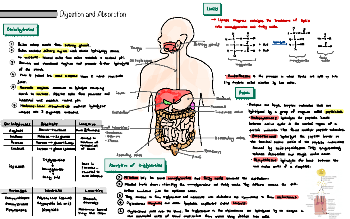 Digestion and Absorption Notes - Digestion and Absorption , Lipids ...