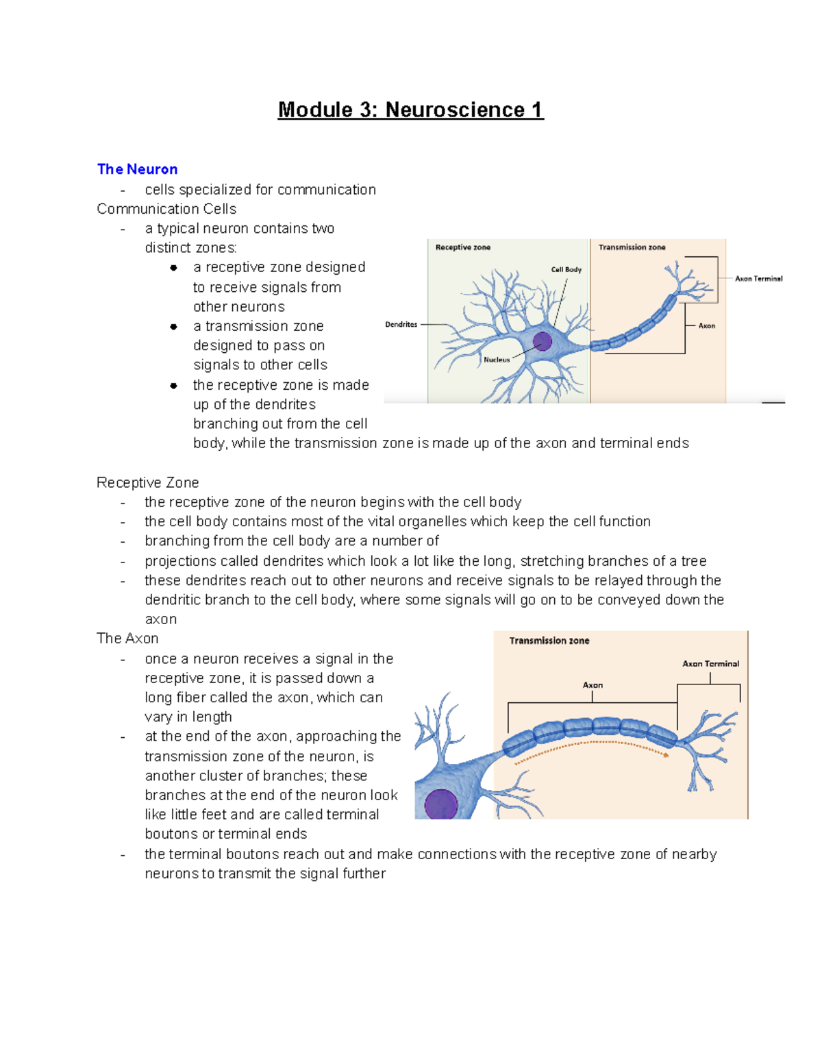 Neuroscience 1 - Including pictures - Module 3: Neuroscience 1 The ...