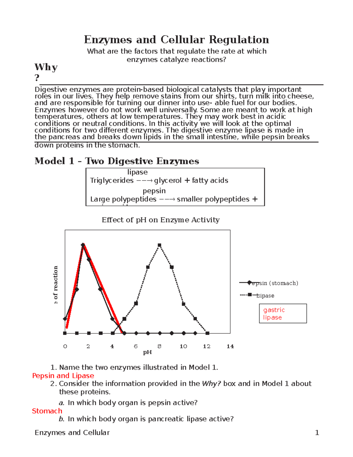 Enzymes and Cellular Regulation KEY - Why ? Enzymes and Cellular