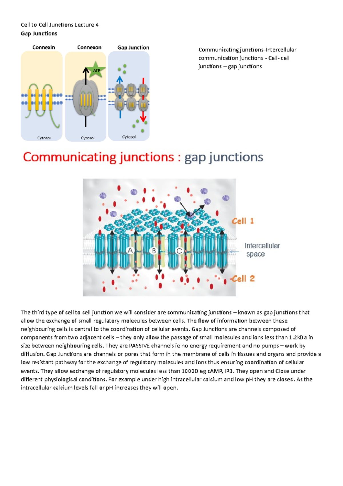 Cell to Cell Junctions Lecture 4 - The flow of information between ...