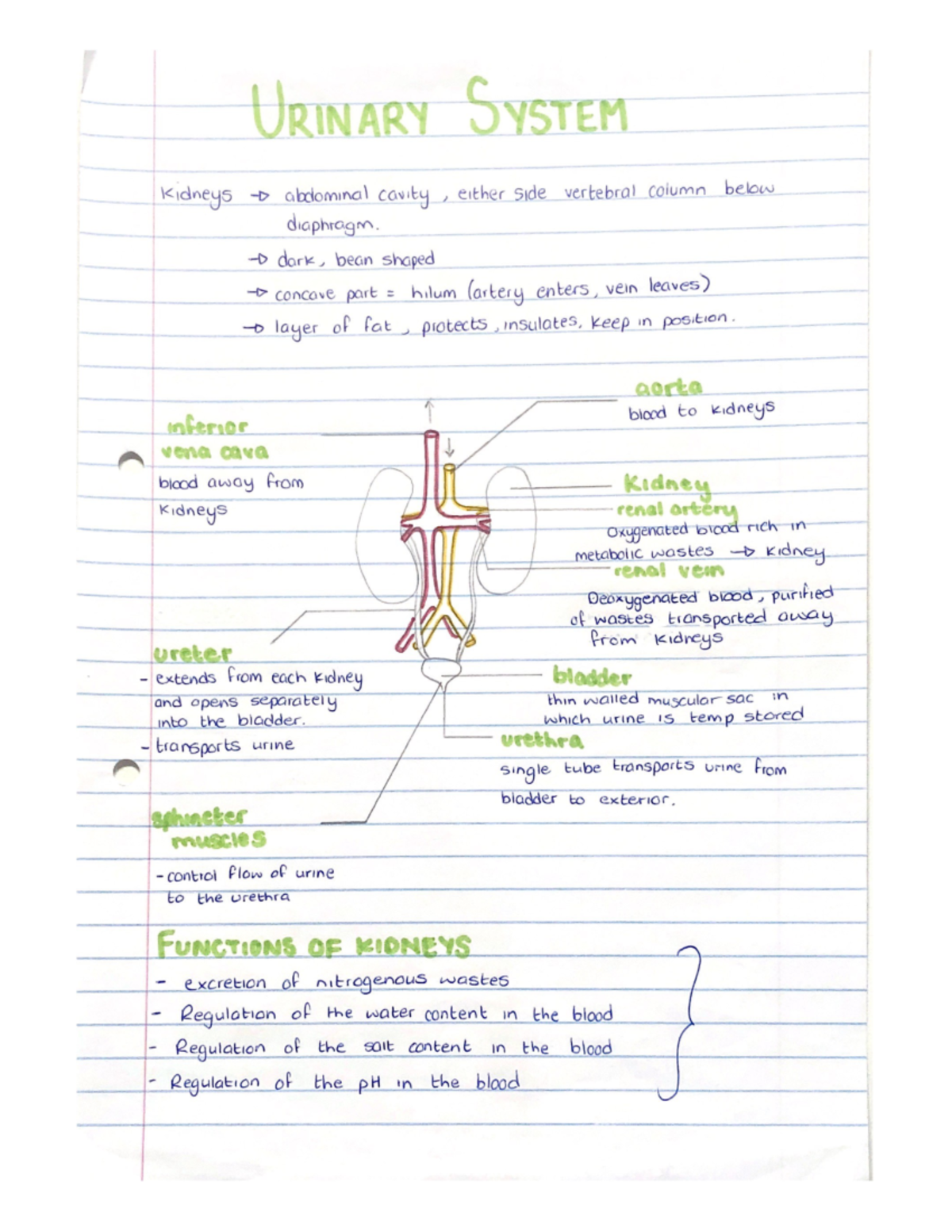 Excretory System High school Bio notes Biology 154 Studocu