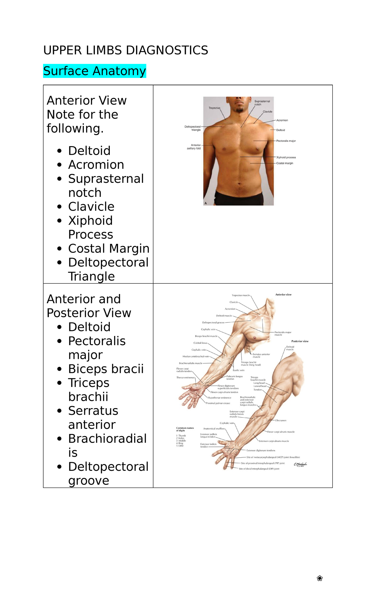 Upper Limbs Snell 10th Ed - UPPER LIMBS DIAGNOSTICS Surface Anatomy ...