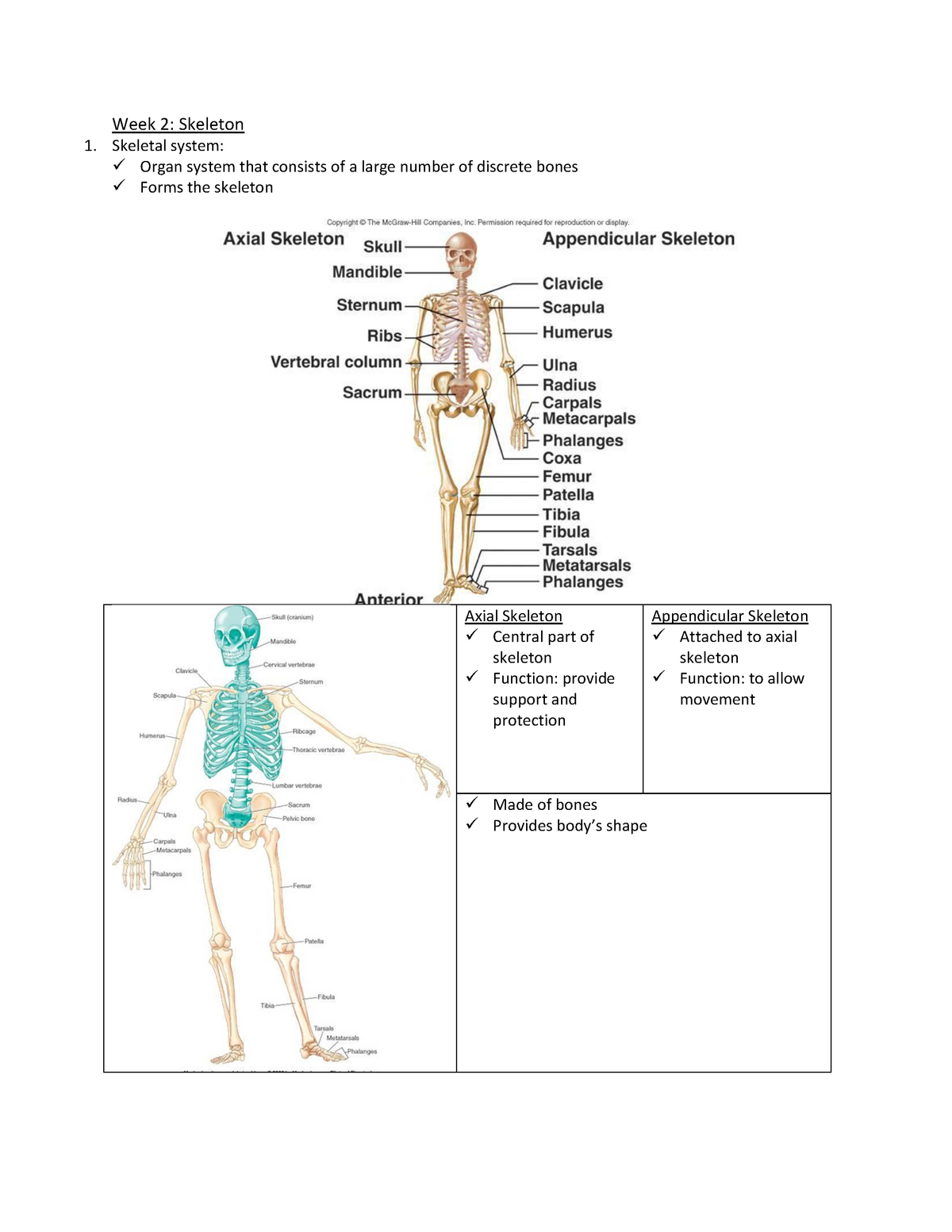 week-2-hbb-skeleton-notes-week-2-skeleton-skeletal-system-organ