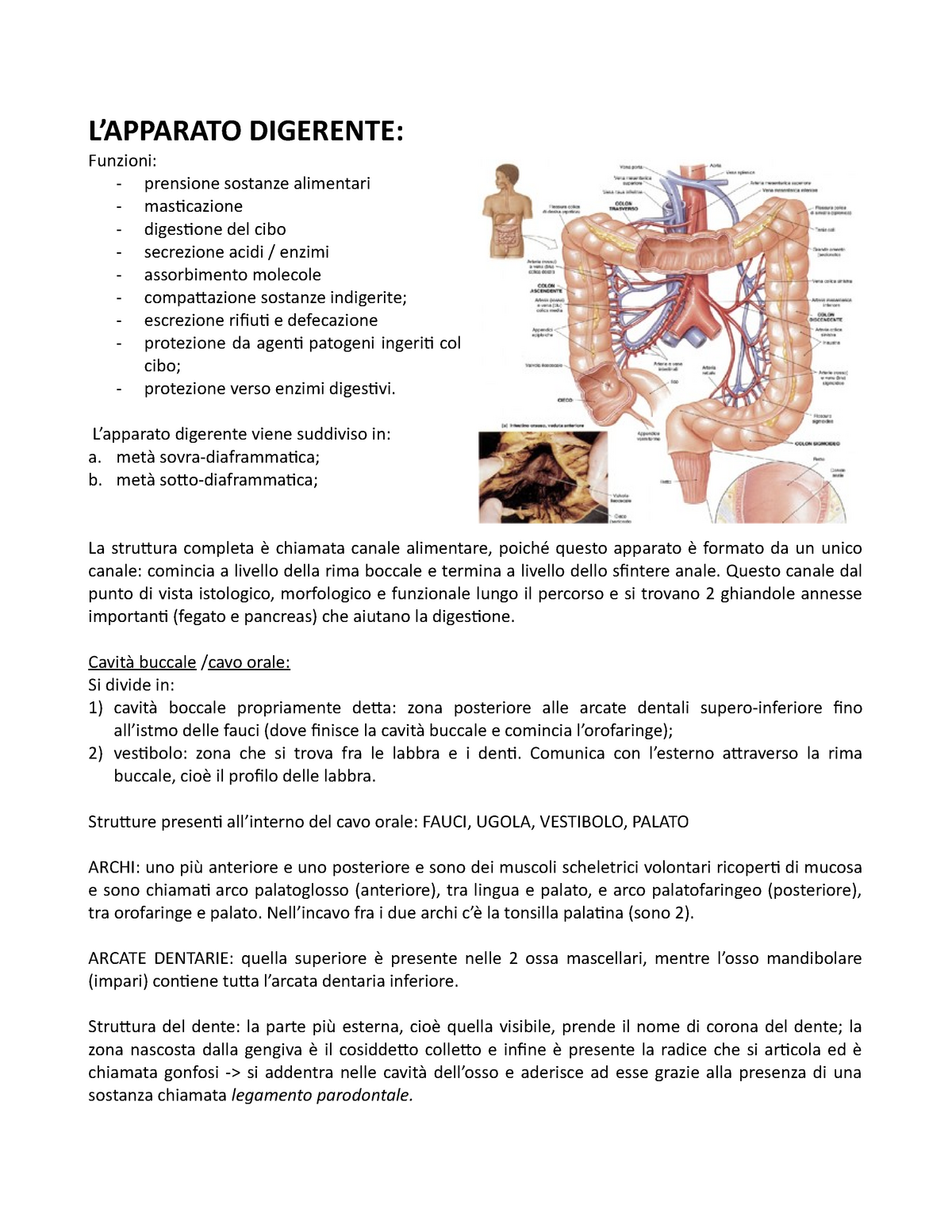 Apparato Digerente Appunti 2 Anatomia Umana 001fa Studocu