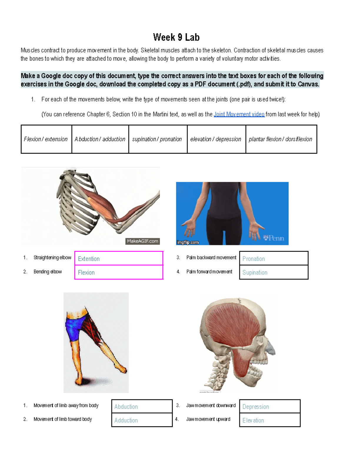 Copy of Copy of BIO 145 Week 9 Lab - Week 9 Lab Muscles contract to ...