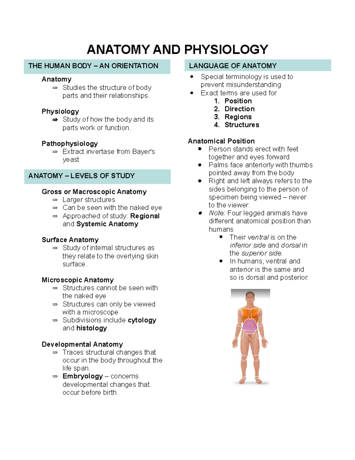 Anatomy And Physiology Guide