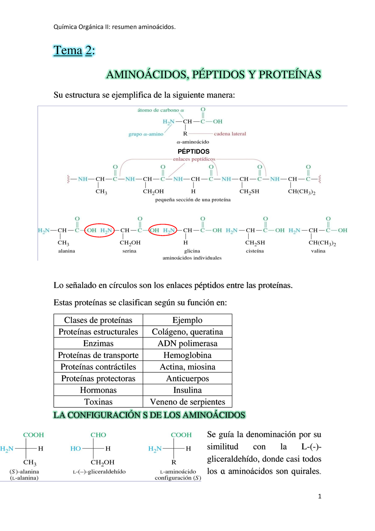 Resumen Aminoacidos Tema 2 AminoÁcidos PÉptidos Y ProteÍnas Su Estructura Se Ejemplifica De 