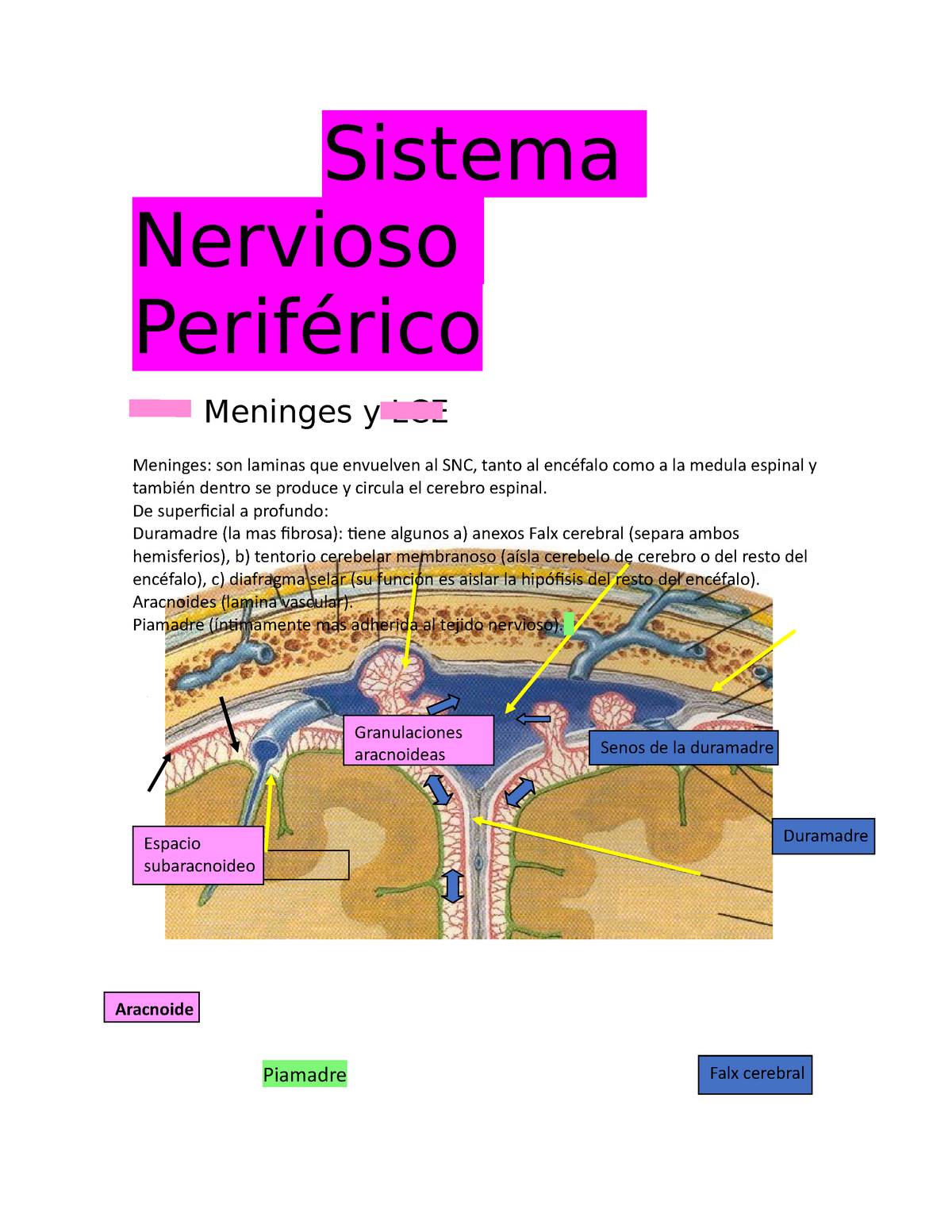 histología de las granulaciones aracnoideas