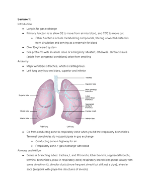 HS371 Exam 2 Review - Lecture 8 Apex has least blood flow and base has ...