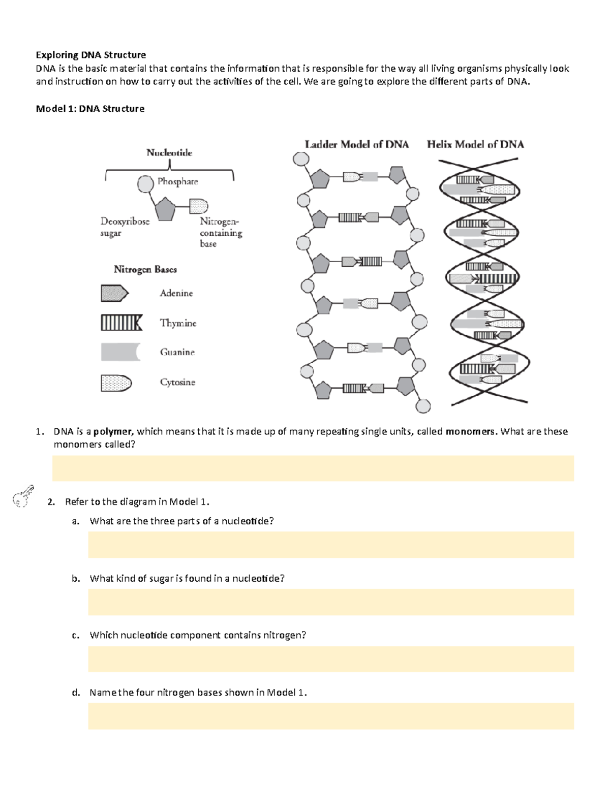 Exploring DNA Structure Groupwork - Exploring DNA Structure DNAand ...