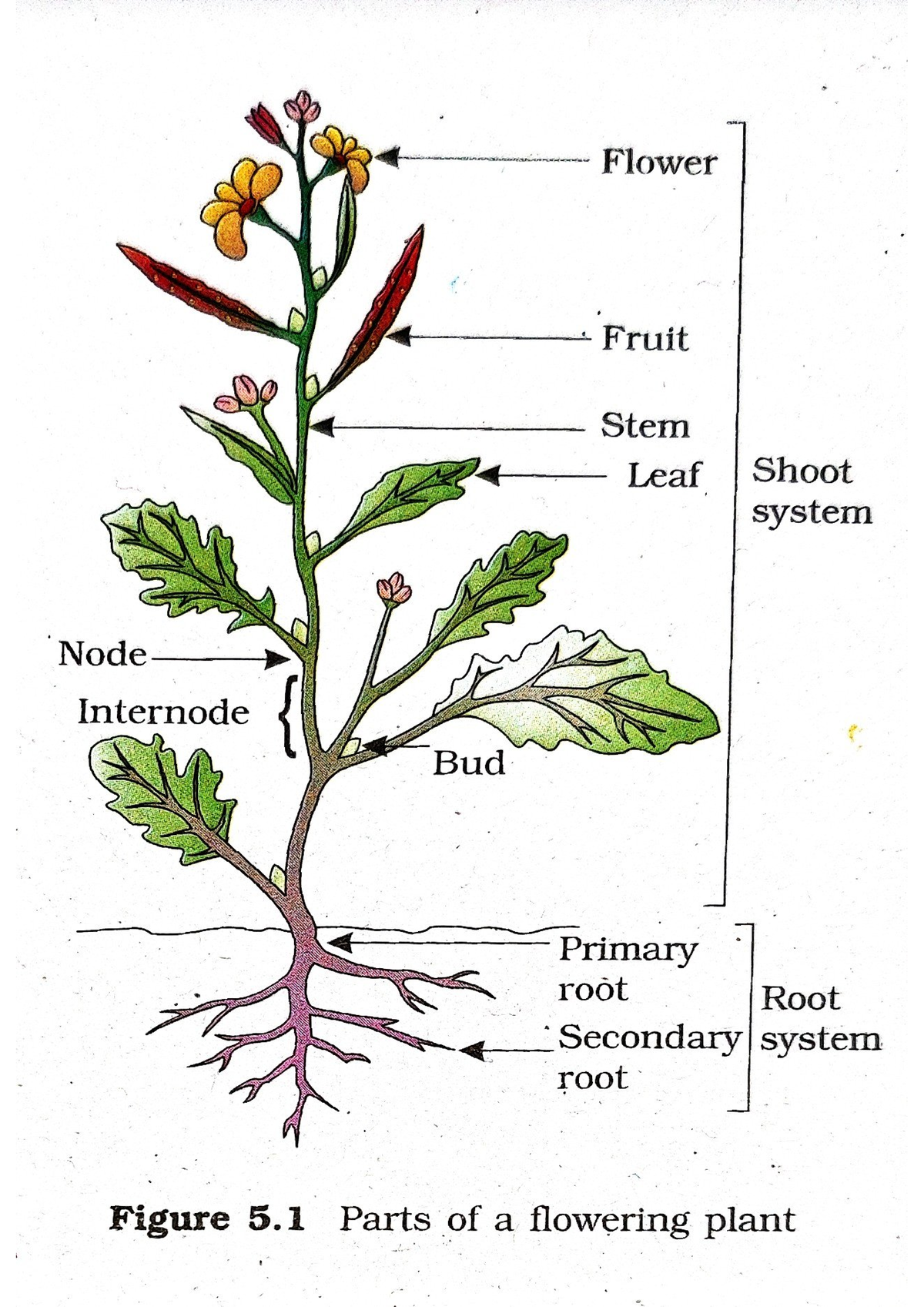 Morphology Of Flower Diagrams Bachelor Of Science Studocu