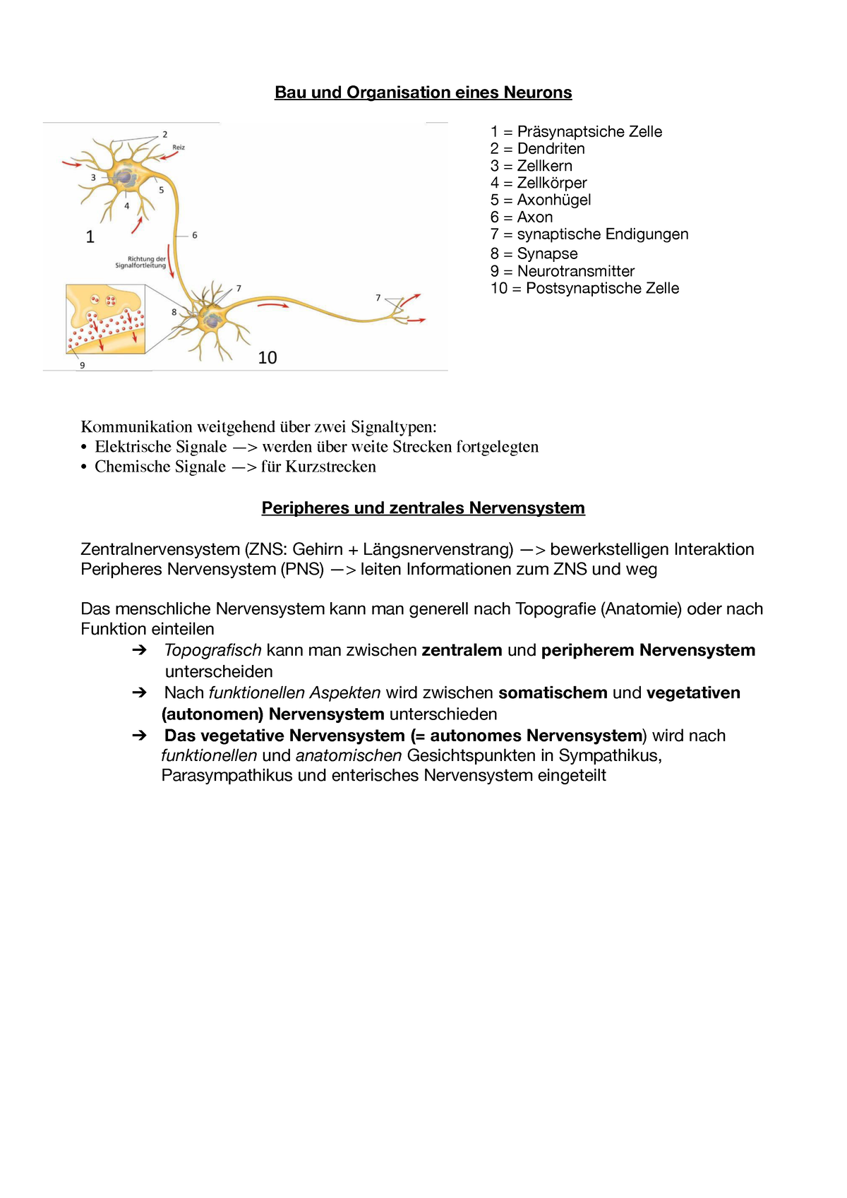 Nervensysteme Zusammenfassung Bau Und Organisation Eines Neurons 1 Präsynaptsiche Zelle 2