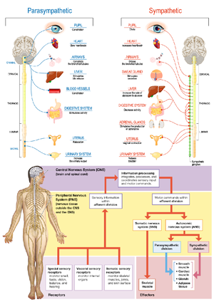 Anatomy And Physiology I Bio 319 Studocu Anatomy And Physiology I Bio 319 Studocu