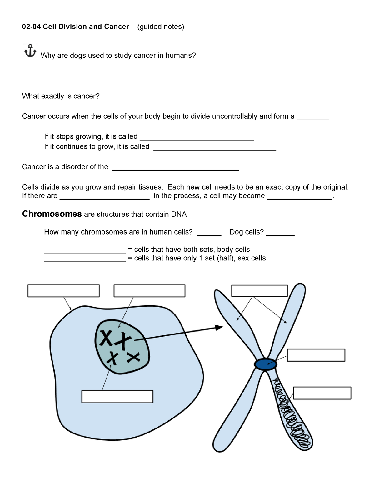 02-04 Cell Division And Cancer (guided Notes) - Each New Cell Needs To ...