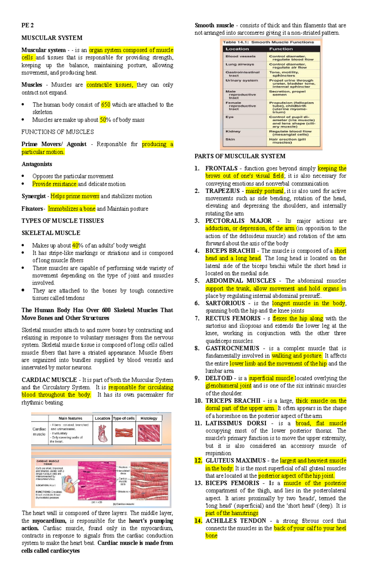 PE-2 - reviewer for PE - PE 2 MUSCULAR SYSTEM Muscular system - is an ...