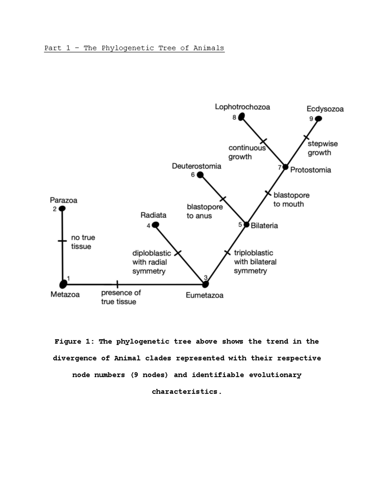 BIOL 1030 - Lab 2 - Assignment - Phylogenetic Tree - Part 1 – The ...