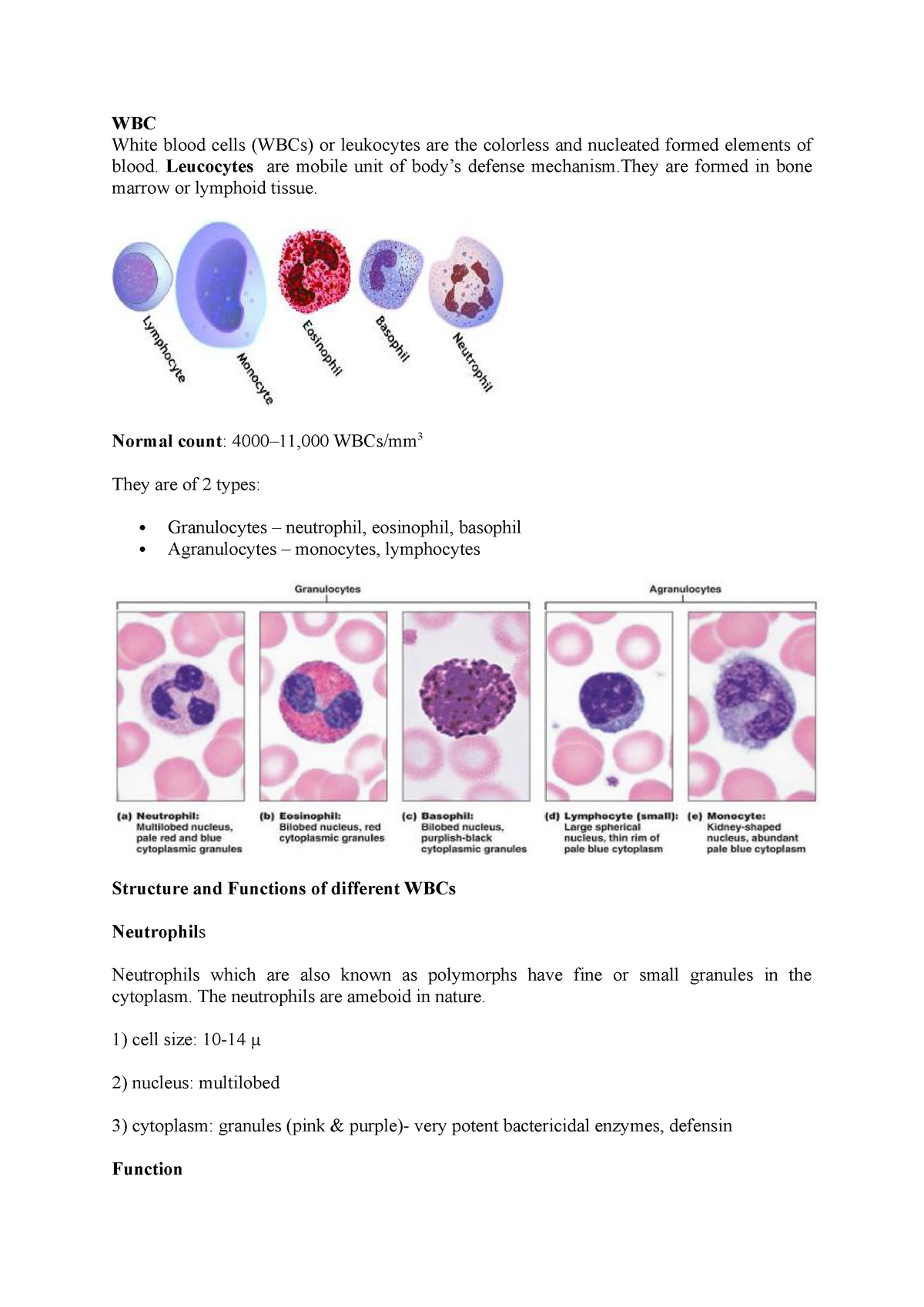 WBC and Leucopoesis - 6 - Its lecture notes - WBC White blood cells ...