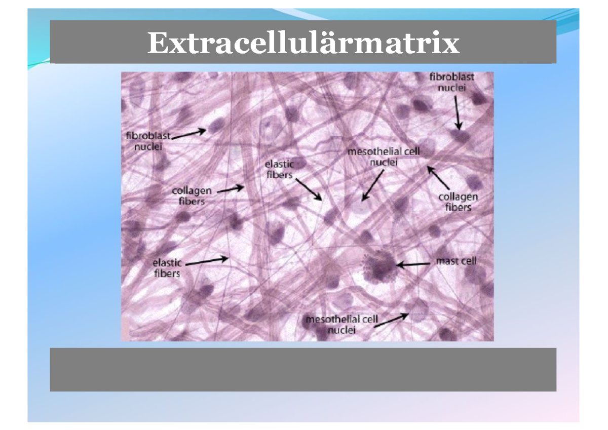 ECM 2023 - extracellulärmatrix 2023 - Extracellulärmatrix Olika typer ...