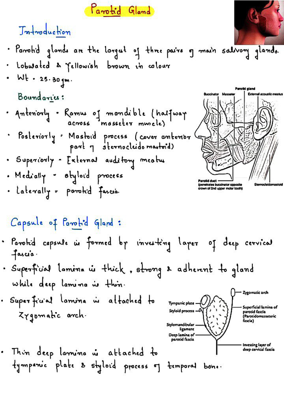 Parotid gland - Easy and understandable notes for medicine students ...