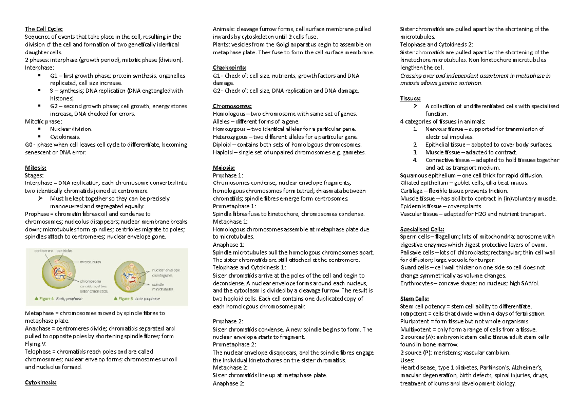 Cell Division - Notes Covering OCR A Chapter A LEVEL. - The Cell Cycle ...