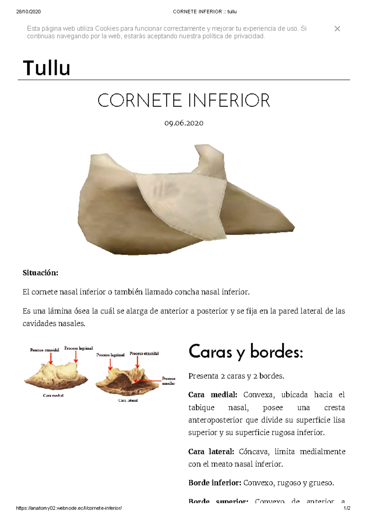 Inferior tullu 28/10/2020 INFERIOR tullu anatomy02